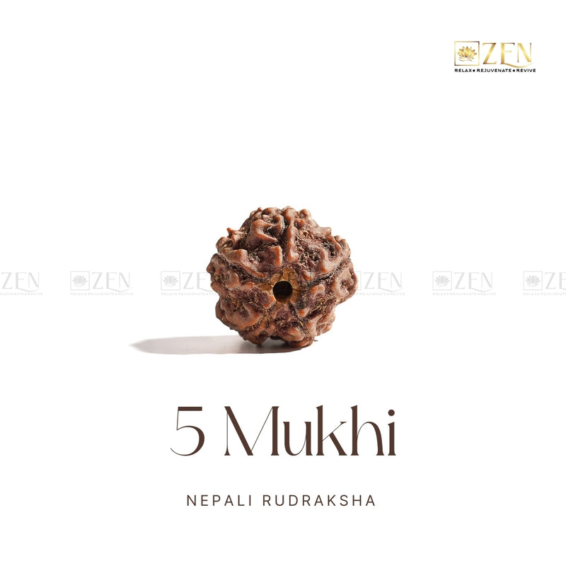 Clean white background image of 5 Mukhi Rudraksha from Nepal for spiritual healing and meditation