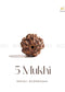 Clean white background image of 5 Mukhi Rudraksha from Nepal for spiritual healing and meditation