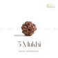 Clean white background image of 5 Mukhi Rudraksha from Nepal for spiritual healing and meditation