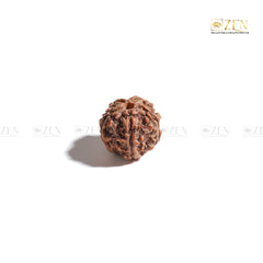 5 Mukhi Rudraksha from Nepal - Original lab-certified sacred bead by The Zen Crystals