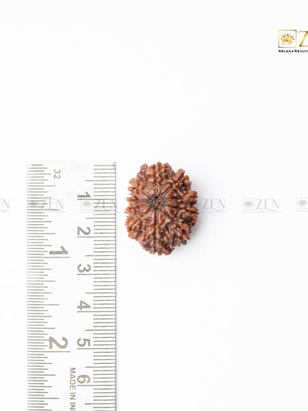 ten mukhi nepali rudraksha | the zen crystals