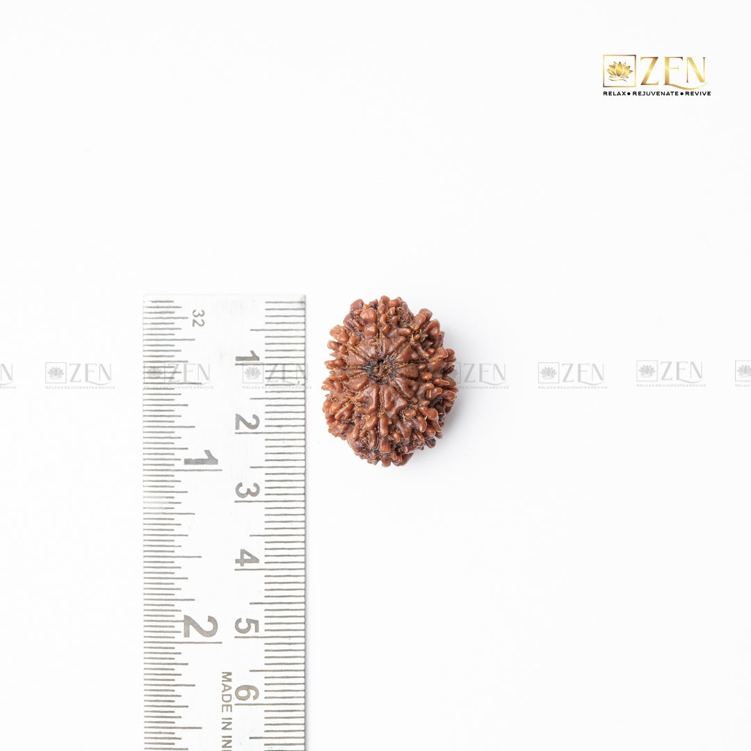 ten mukhi nepali rudraksha | the zen crystals