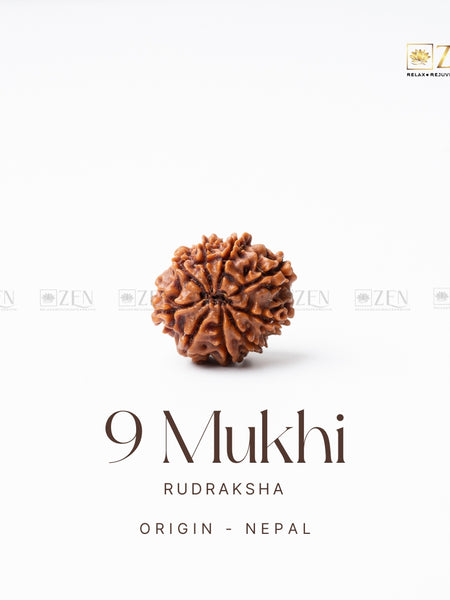 9 mukhi rudraksha | the zen crystals