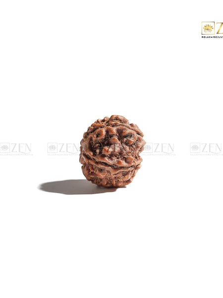 nepali 5 mukhi rudraksha | The Zen Crystals