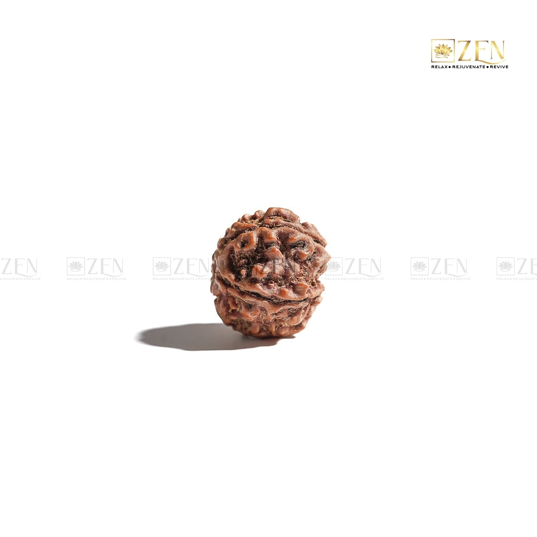 nepali 5 mukhi rudraksha | The Zen Crystals