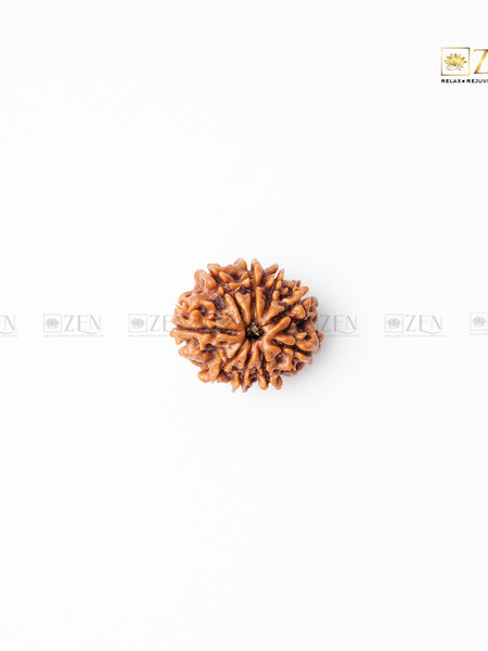 nine mukhi rudraksha | the zen crystals