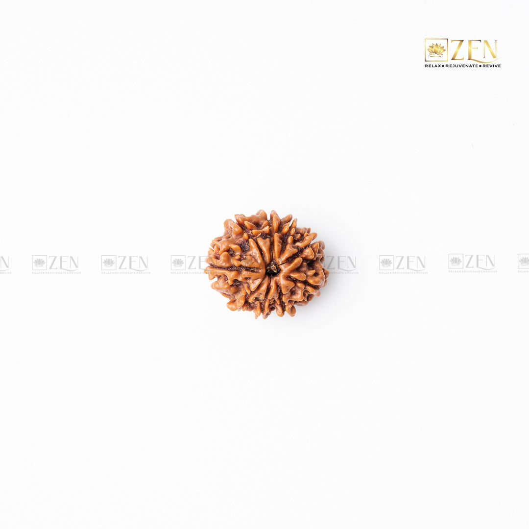 nine mukhi rudraksha | the zen crystals