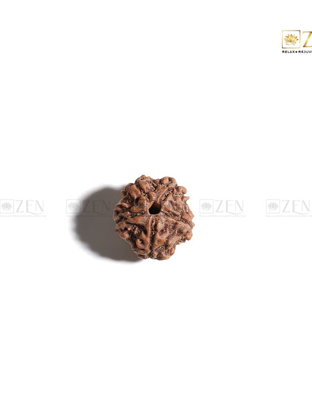 Zoomed view of authentic 5 Mukhi Rudraksha from Nepal with natural texture and five faces