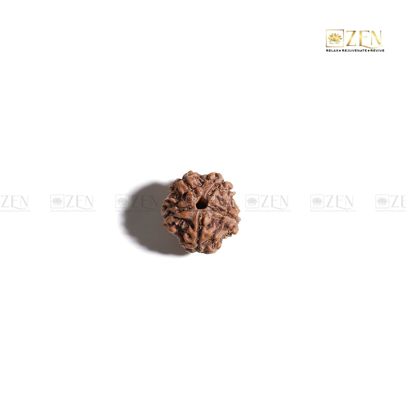 Zoomed view of authentic 5 Mukhi Rudraksha from Nepal with natural texture and five faces