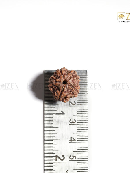 Hand holding the 5 Mukhi Rudraksha from Nepal - perfect for daily spiritual practice and inner peace