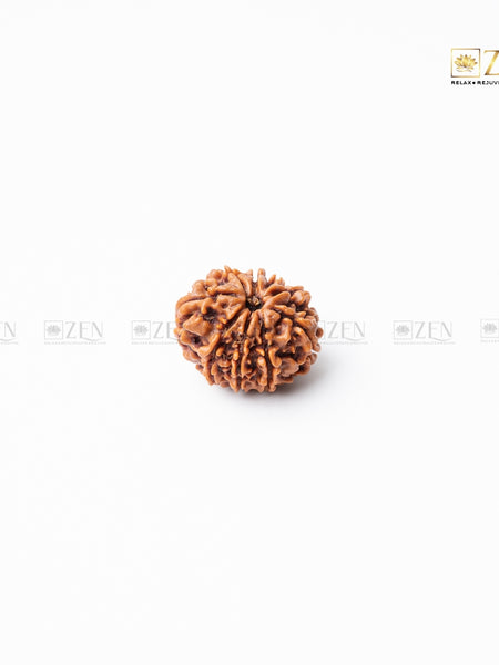 9 mukhi nepali rudraksha | the zen crystals