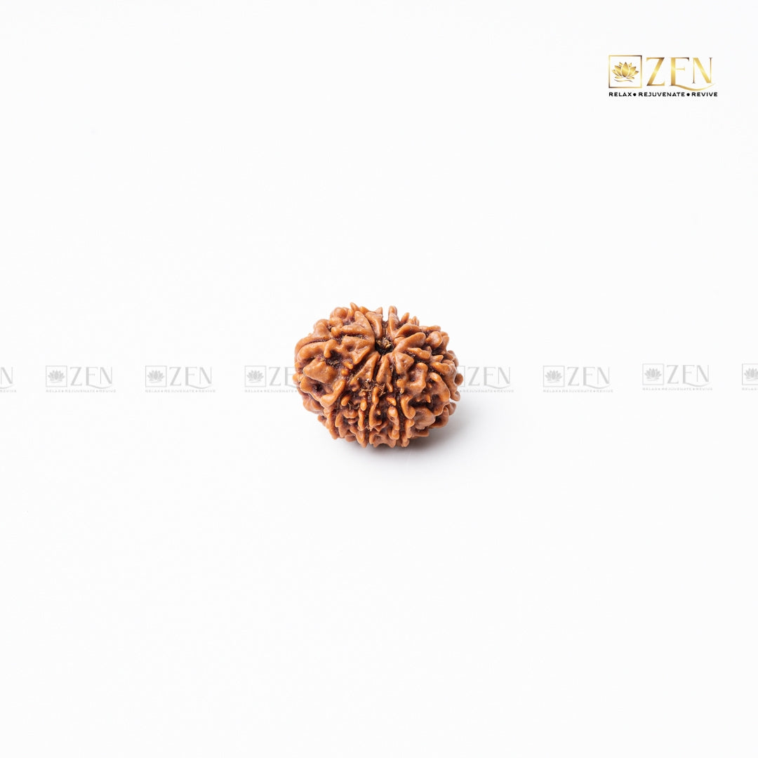 9 mukhi nepali rudraksha | the zen crystals