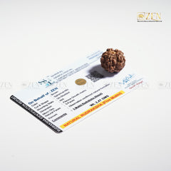 Authentic 5 Mukhi Rudraksha from Nepal with lab certificate and authenticity guarantee by The Zen Crystals