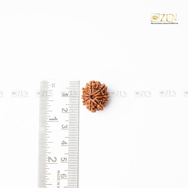 nine mukhi nepali rudraksha | the zen crystals
