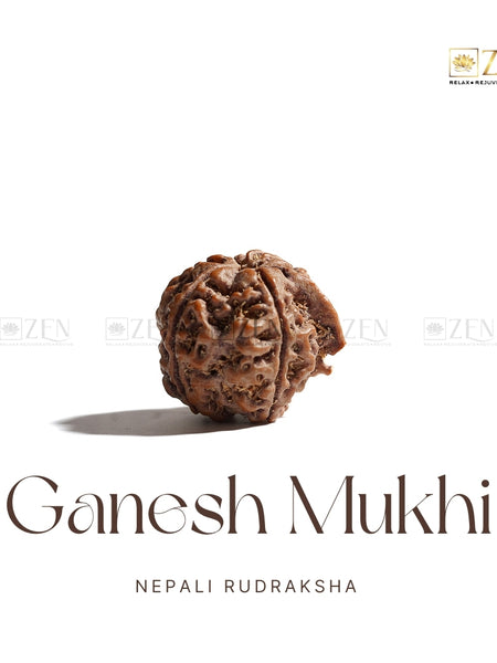 Ganesh Mukhi Rudraksha | The Zen Crystals