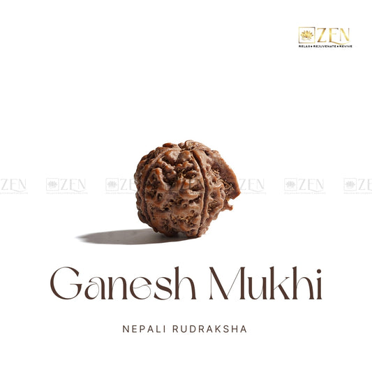 Ganesh Mukhi Rudraksha | The Zen Crystals