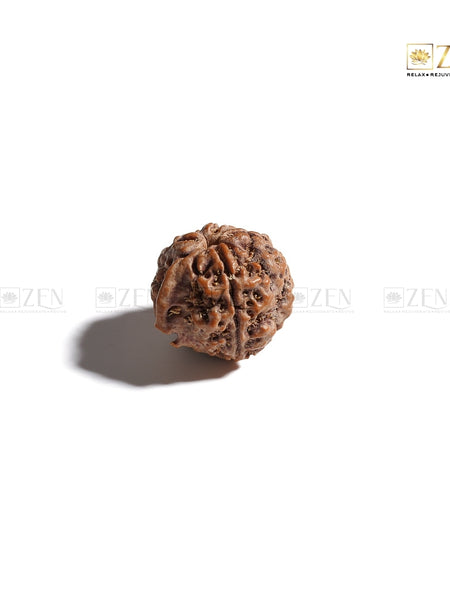 Natural Ganesh Mukhi Rudraksha | The Zen Crystals