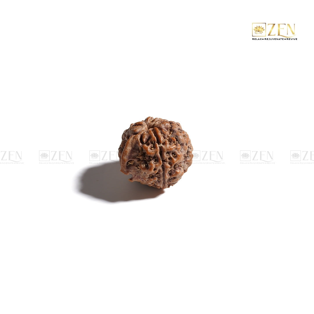 Natural Ganesh Mukhi Rudraksha | The Zen Crystals