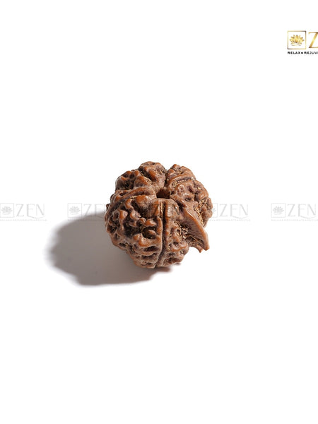 Original Ganesh Mukhi Rudraksha | The Zen Crystals
