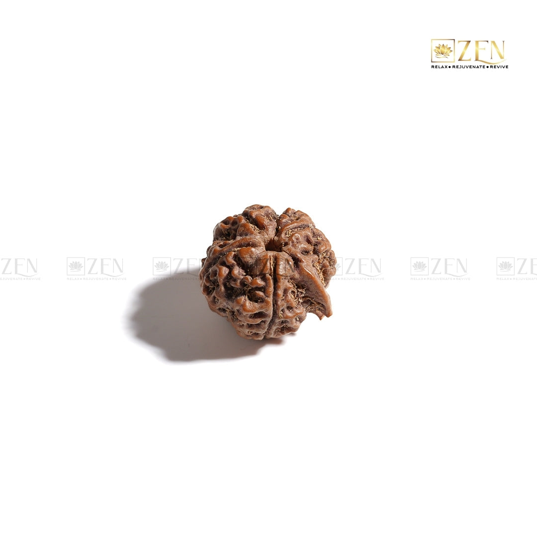 Original Ganesh Mukhi Rudraksha | The Zen Crystals