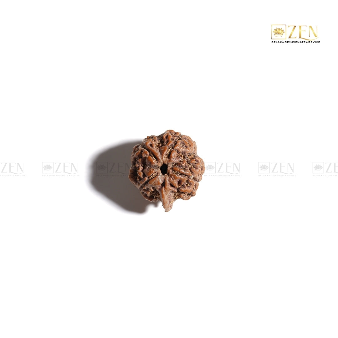 Real Ganesh Mukhi Rudraksha | The Zen Crystals