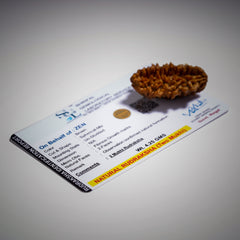 certified 2 mukhi rudraksha | The Zen Crystals