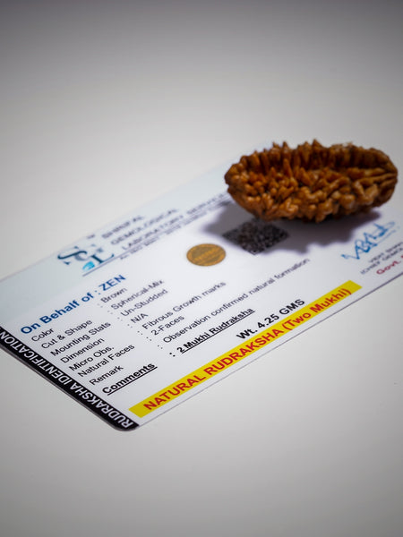 certified 2 mukhi rudraksha | The Zen Crystals