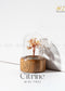 Citrine mini tree in a glass dome on a white surface with 'Zen' brand logo.