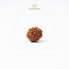 9 Mukhi rudraksha from Nepal | the zen crystals