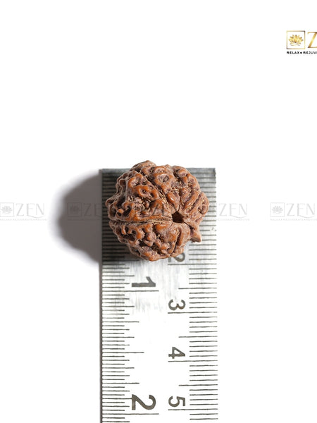 Ganesh Mukhi Nepali Rudraksha | The Zen Crystals