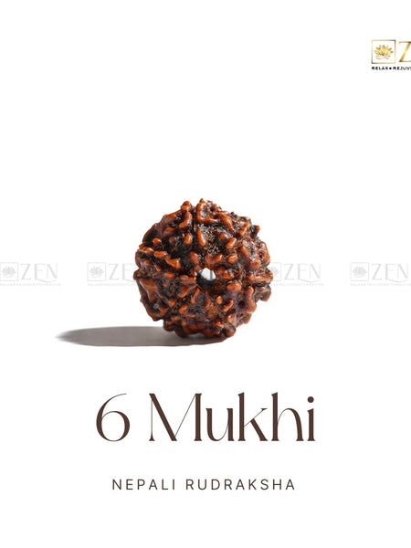 6 Mukhi Rudraksha | The Zen Crystals