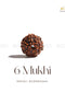 6 Mukhi Rudraksha | The Zen Crystals