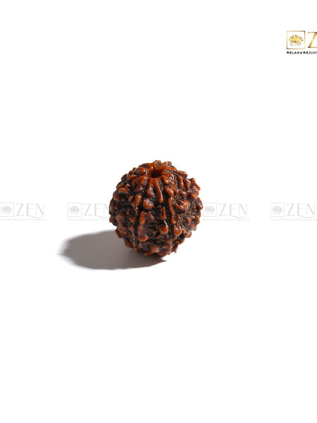 six mukhi rudraksha | The Zen Crystals