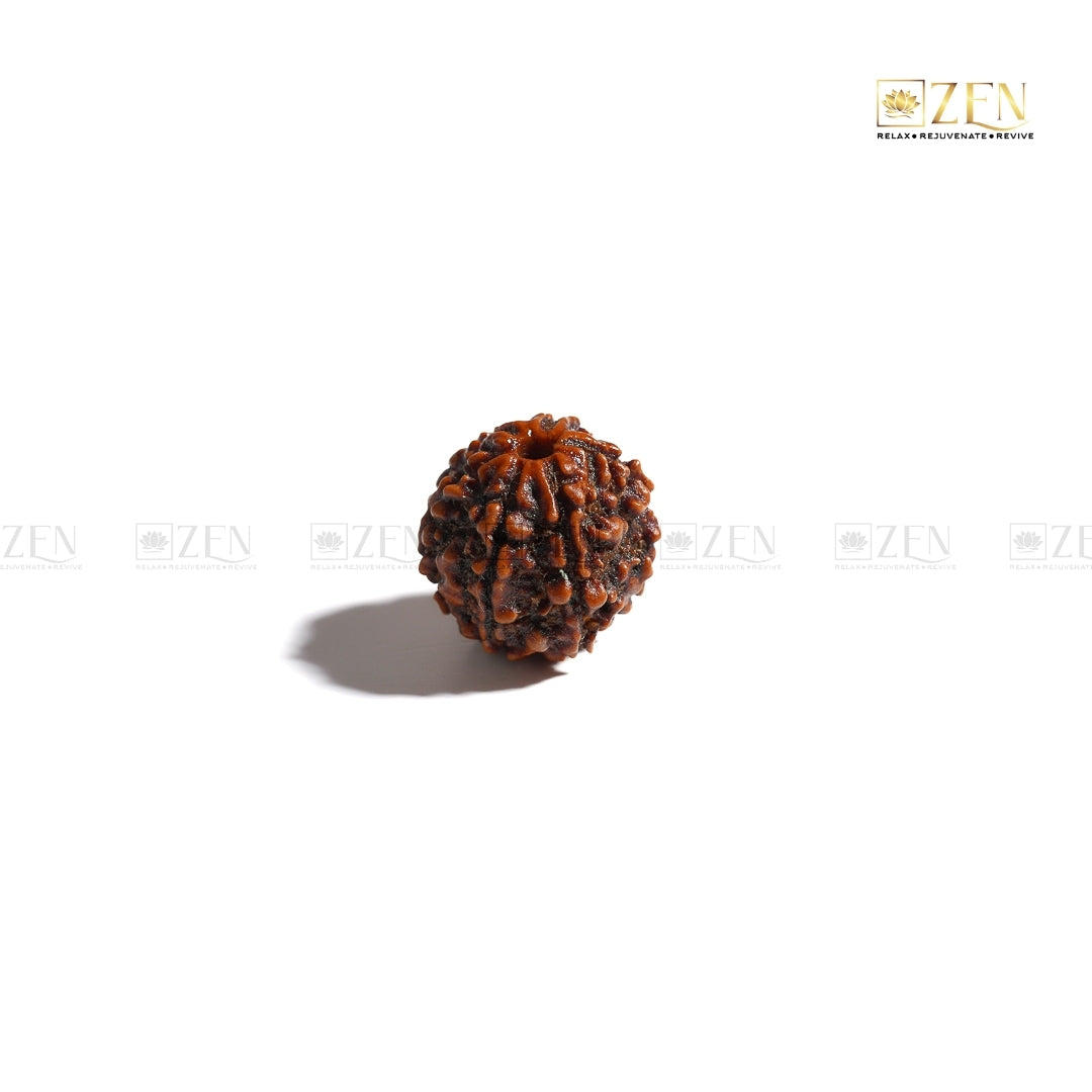 six mukhi rudraksha | The Zen Crystals