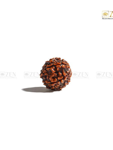 Napali 6 mukhi rudraksha | The Zen Crystals