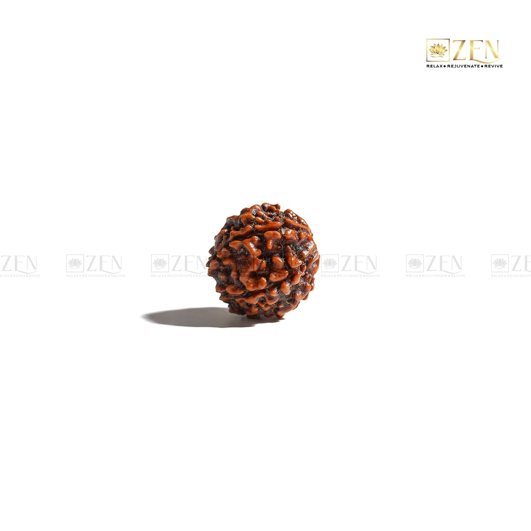 Napali 6 mukhi rudraksha | The Zen Crystals