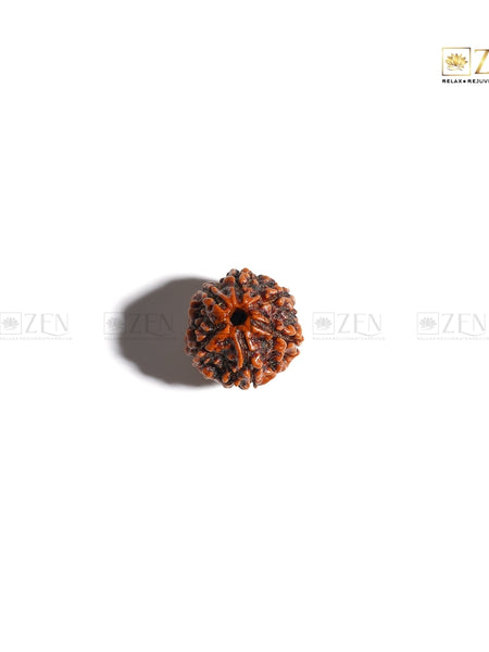 Original 6 mukhi rudraksha | The Zen Crystals