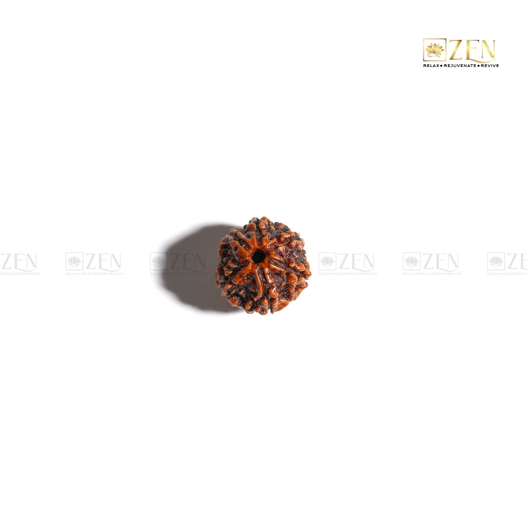 Original 6 mukhi rudraksha | The Zen Crystals