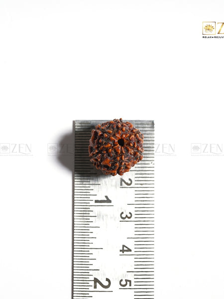Natural six mukhi rudraksha | The Zen Crystals