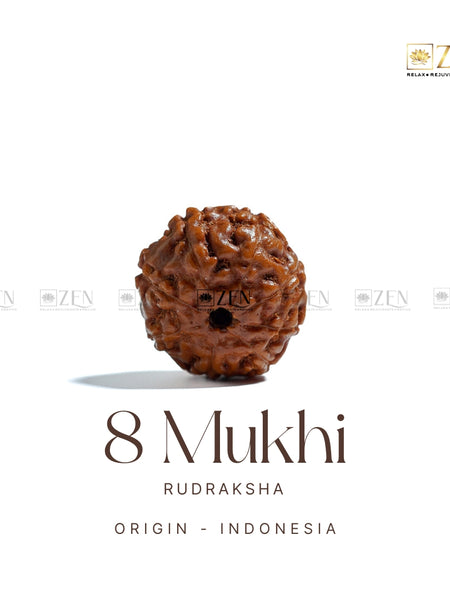 8 Mukhi Rudraksha - Indonesia
