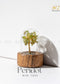 Peridot mini tree in a glass dome on a wooden base with 'Zen' brand logo.