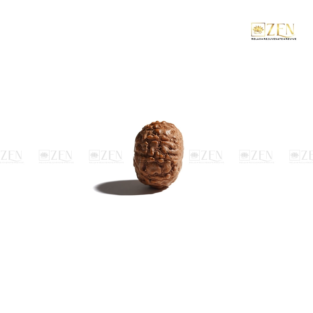 Indonesian 9 Mukhi Rudraksha | The Zen Crystals