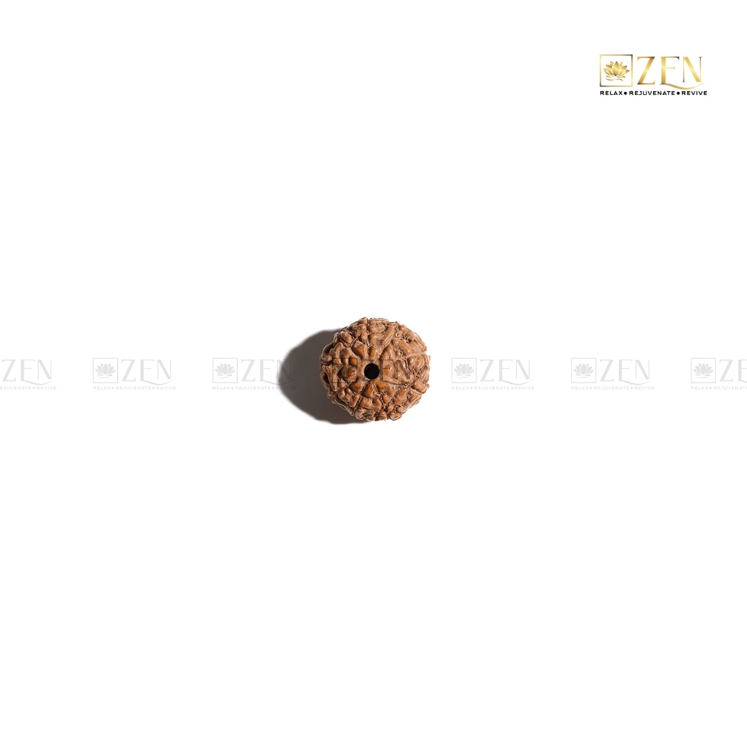 Original 9 mukhi indonesian rudraksha | The Zen Crysgtals