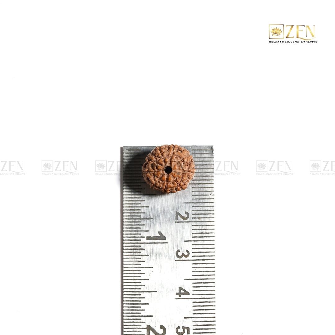 real 9 mukhi indonesian rudraksha | The Zen Crystals