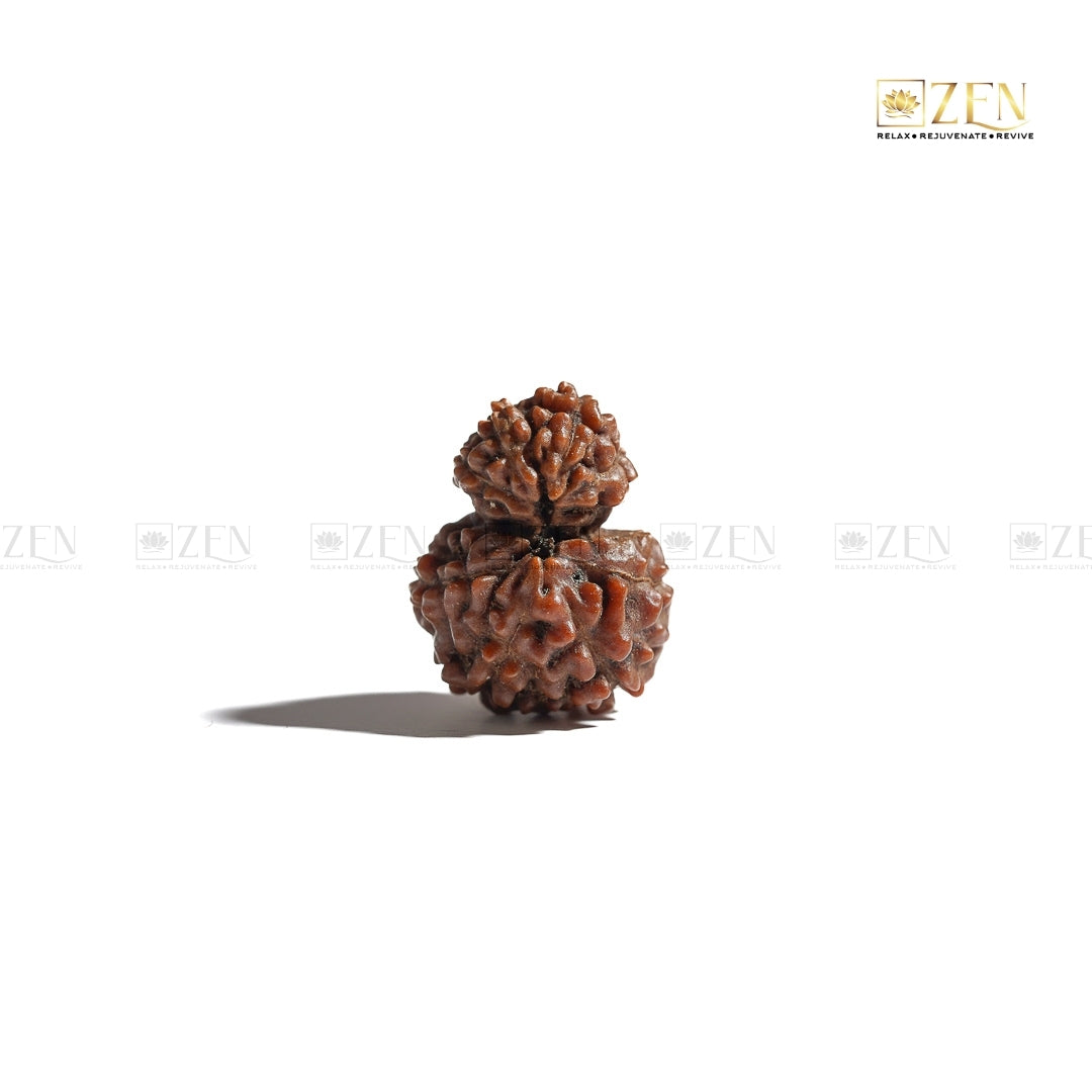 Indonesian Gauri Shankar Rudraksha | The Zen Crystals