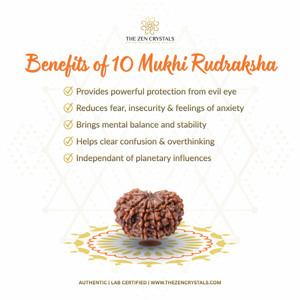 10 Mukhi Rudraksha with benefits listed on a white background