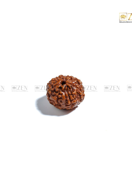8 Mukhi Rudraksha - Indonesia