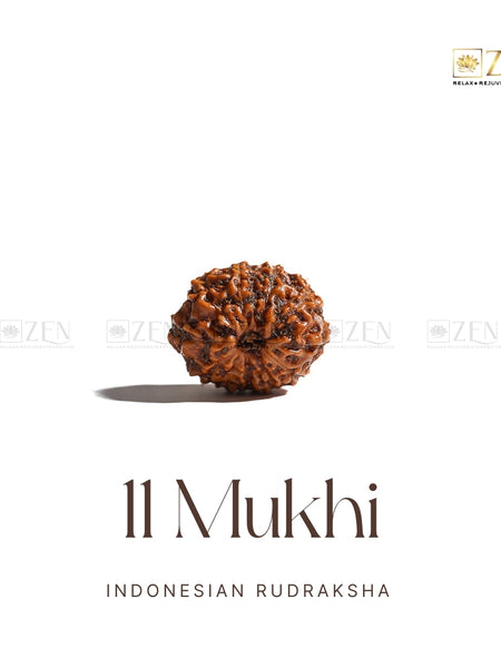 11 Mukhi Rudraksha (indonesia) | The Zen Crystals