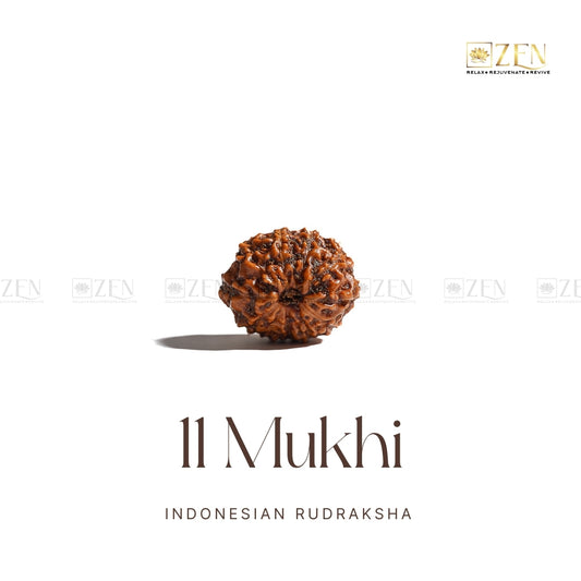11 Mukhi Rudraksha (indonesia) | The Zen Crystals