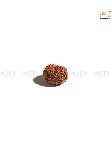 Indonesian 11 Mukhi Rudraksha | The Zen Crystals